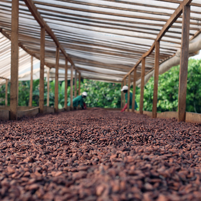 Cacao Trace: Cacao Beans Fermenting
