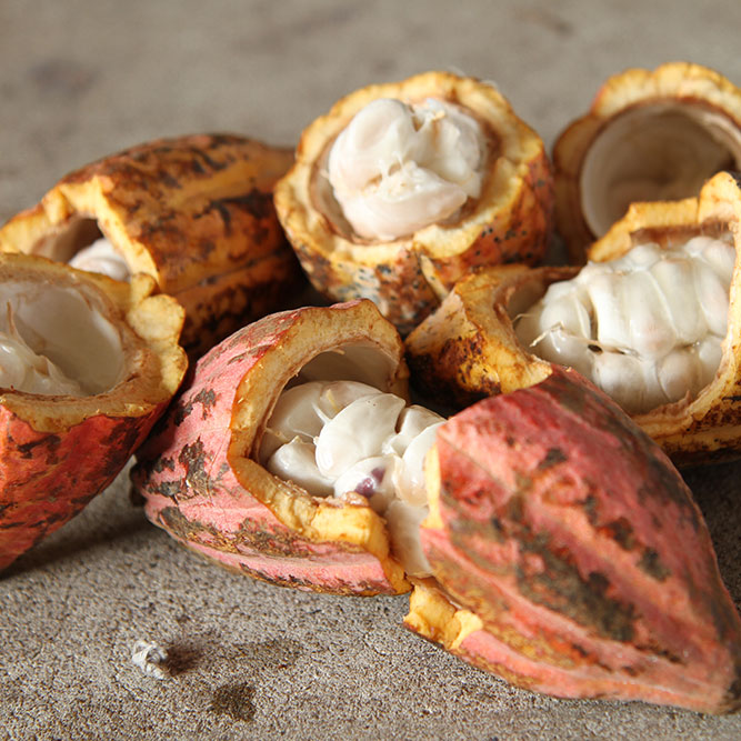 Cacao Trace: Open Cacao Pods